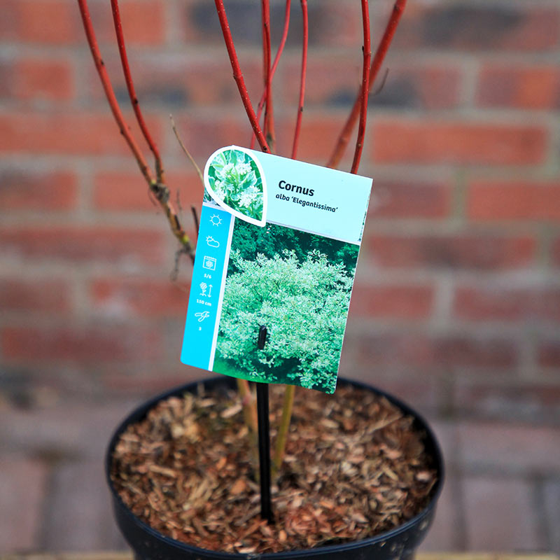Cornus alba 'Elegantissima' (3 litre pot) image 0