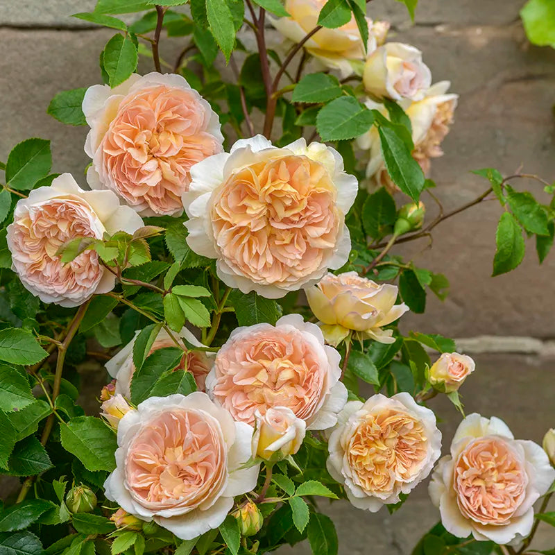 David Austin Bathsheba® English Climbing Rose (6-Litre Pot) image 1