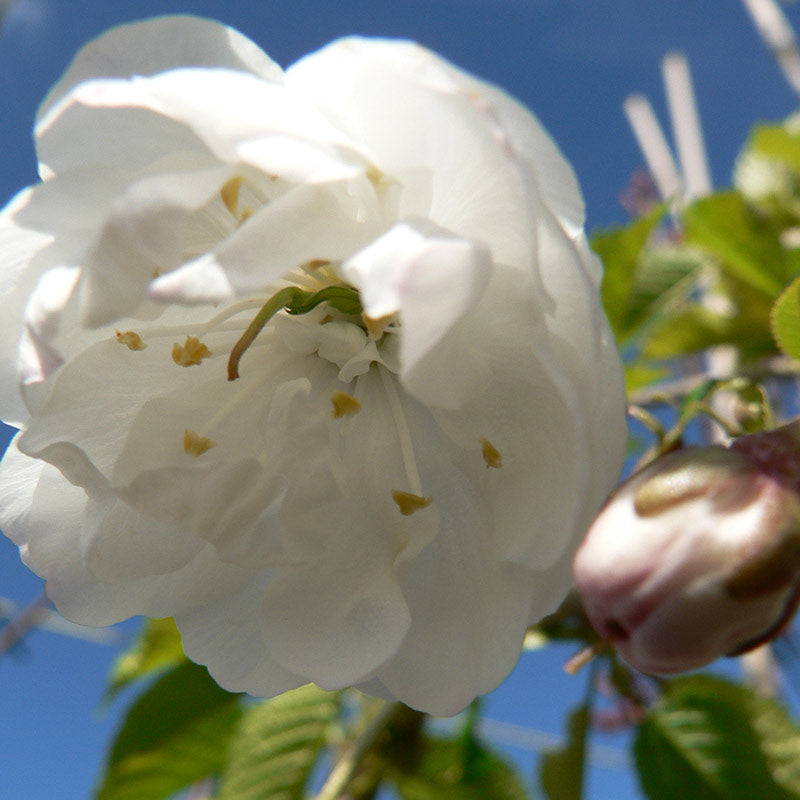Prunus avium ‘Plena’ Tree (Wild Cherry) (12-Litre Pot) image 0