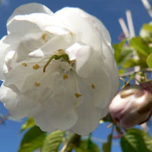 Prunus avium ‘Plena’ Tree (Wild Cherry) (12-Litre Pot) image 0
