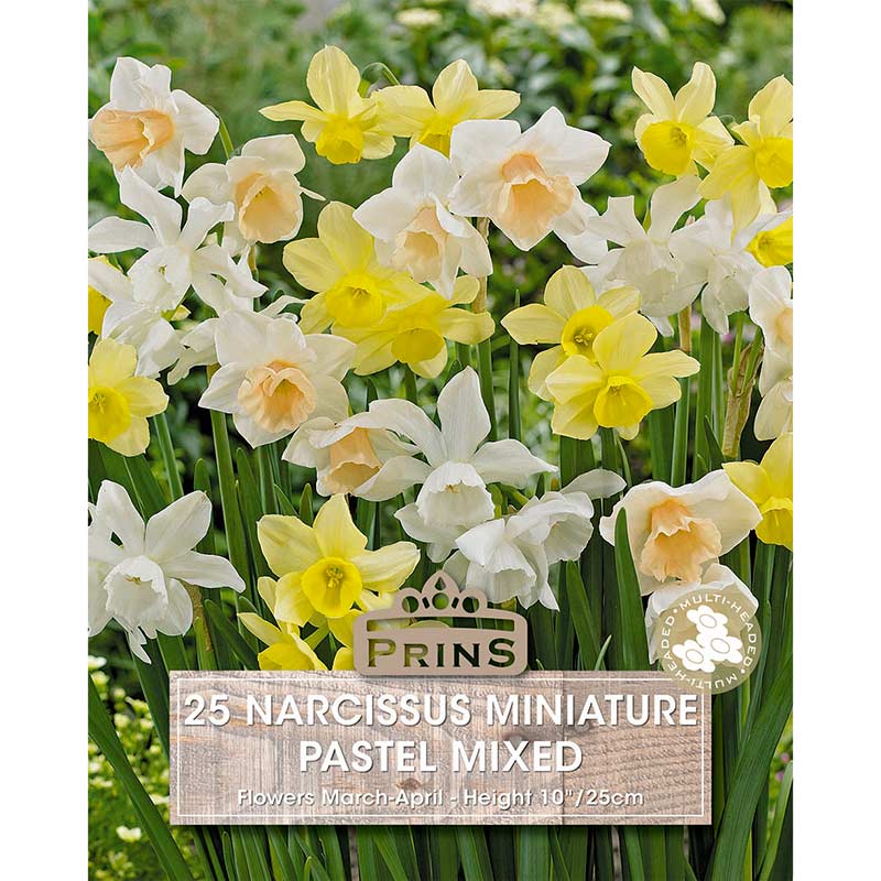 Narcissus 'Rockery Pastel Mix' (25 bulbs) image 0