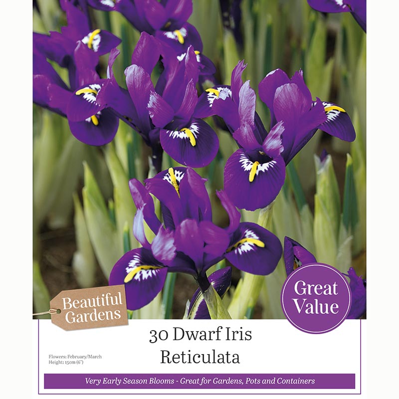 Dwarf Iris Reticulata (30 Bulbs) image 0