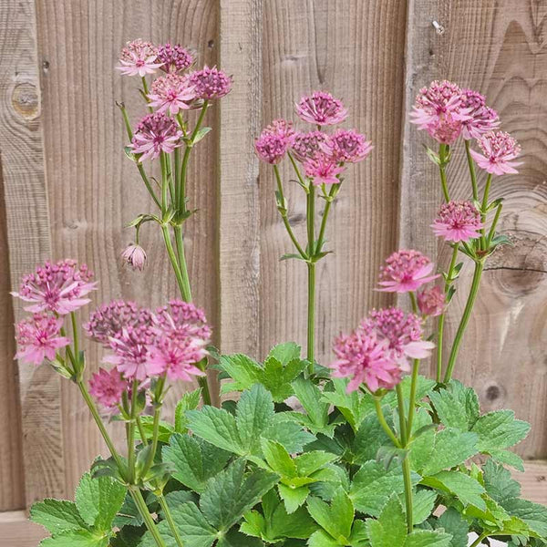 Astrantia ‘Roma’ (3-Litre Pot) image 1