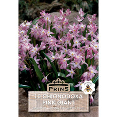 Chionodoxa Pink Giant (10 Bulbs) image 0