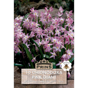 Chionodoxa Pink Giant (10 Bulbs) image 0