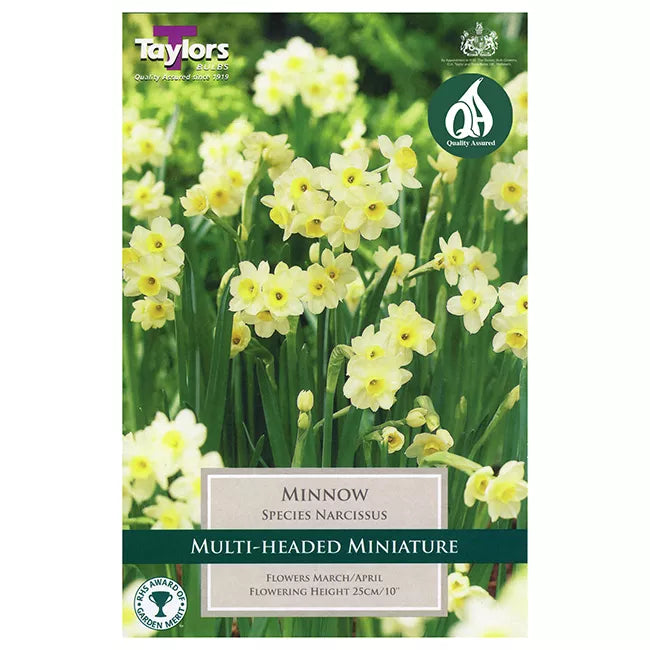 Narcissus 'Minnow' Daffodils (10 bulbs) image 0