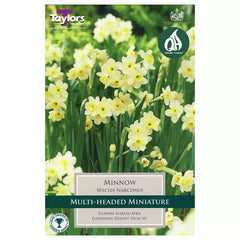Narcissus 'Minnow' Daffodils (10 bulbs) image 0
