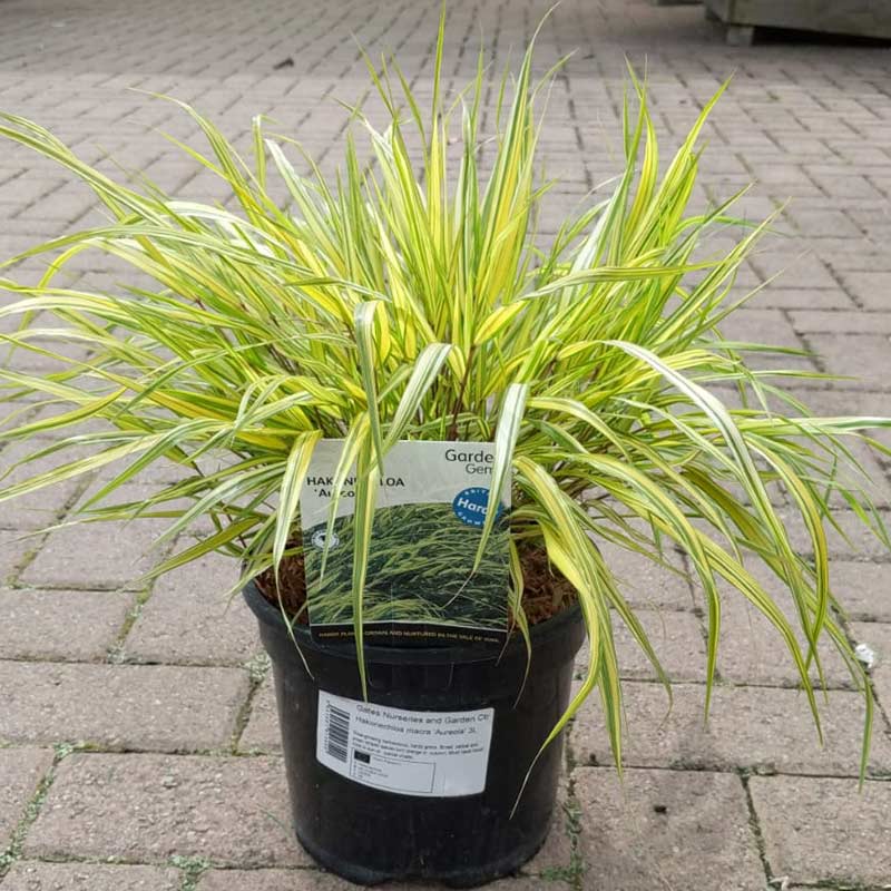 Hakonechloa macra 'Aureola' (3-Litre Pot) image 0