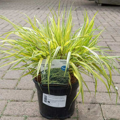 Hakonechloa macra 'Aureola' (3-Litre Pot) image 0