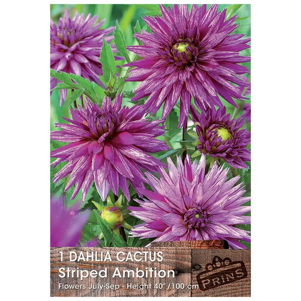 Dahlia Cactus 'Striped Ambition' (1 tuber) image 0