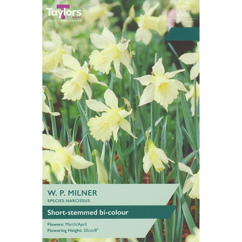 Narcissus ‘W. P. Milner’ Daffodil (9 Bulbs) image 0