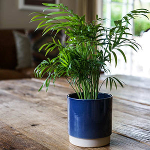 Ivyline Enos Indoor Plant Pot Range image 2