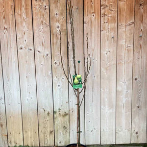'William's Bon Chretien' Pear Tree (12 Litre Pot) image 1