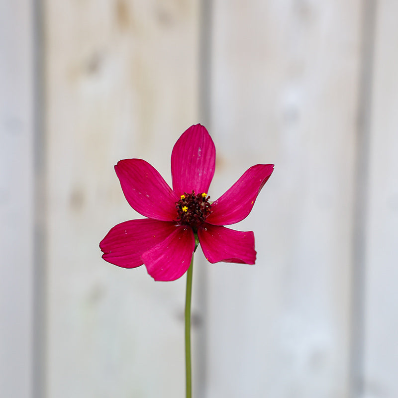 Cosmos atrosanguineus ‘Cherry Chocolate’ (2-Litre Pot) image 0