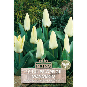 Tulip 'Concerto' (10 bulbs) image 0
