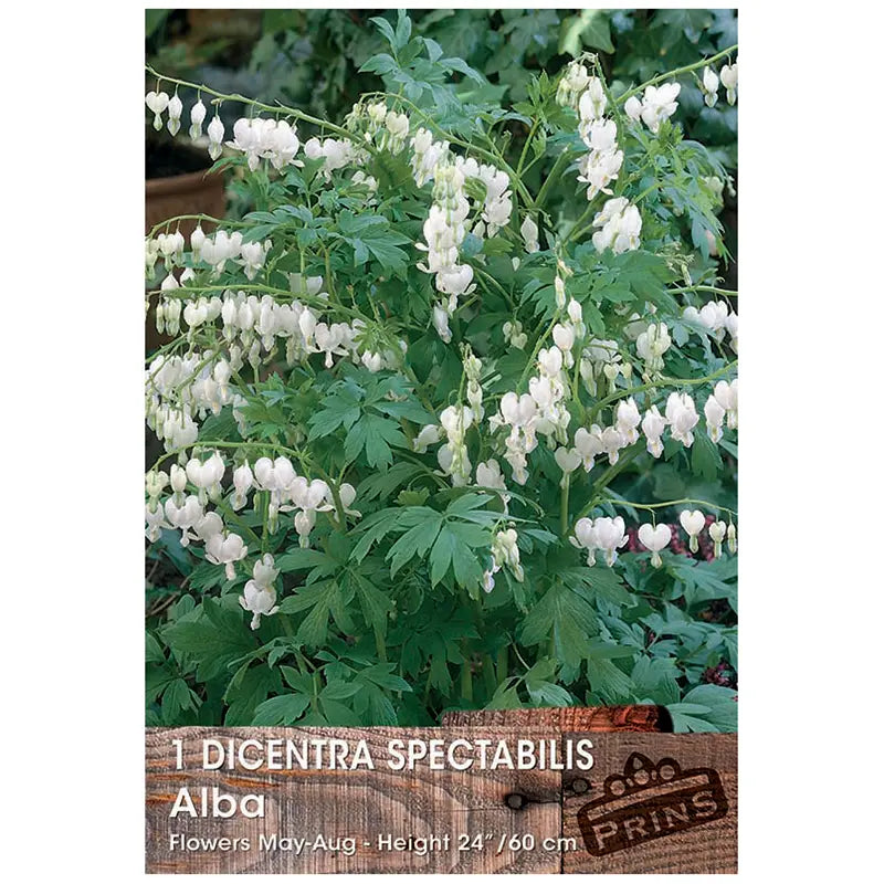 Dicentra spectabilis 'Alba' (1 bulb) image 0