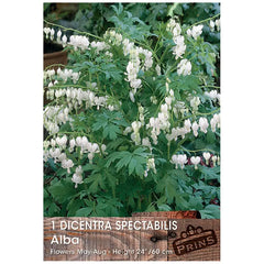Dicentra spectabilis 'Alba' (1 bulb) image 0