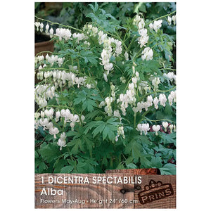 Dicentra spectabilis 'Alba' (1 bulb) image 0