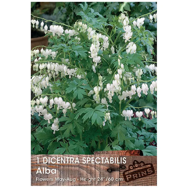 Dicentra spectabilis 'Alba' (1 bulb) image 0