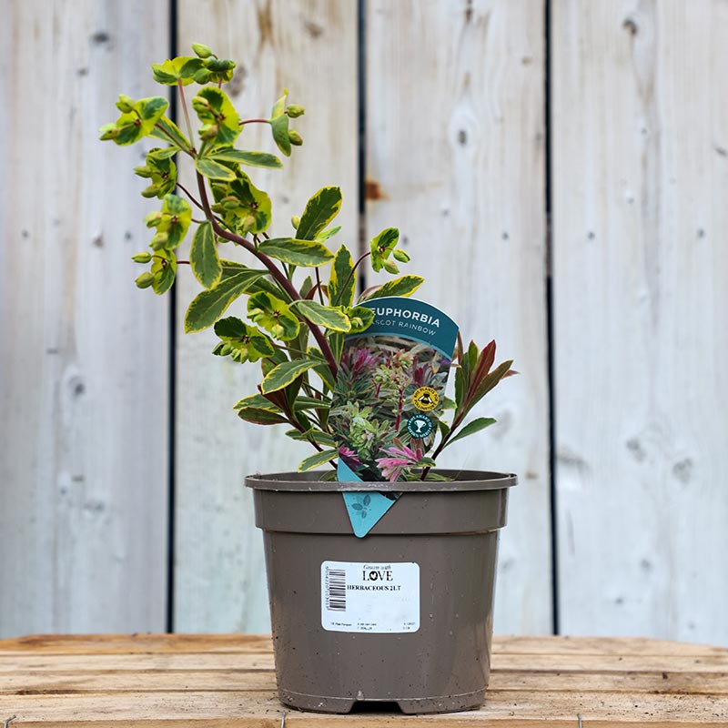 Euphorbia x martini ‘Ascot Rainbow’ (2-Litre Pot) image 0