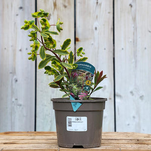 Euphorbia x martini ‘Ascot Rainbow’ (2-Litre Pot) image 0