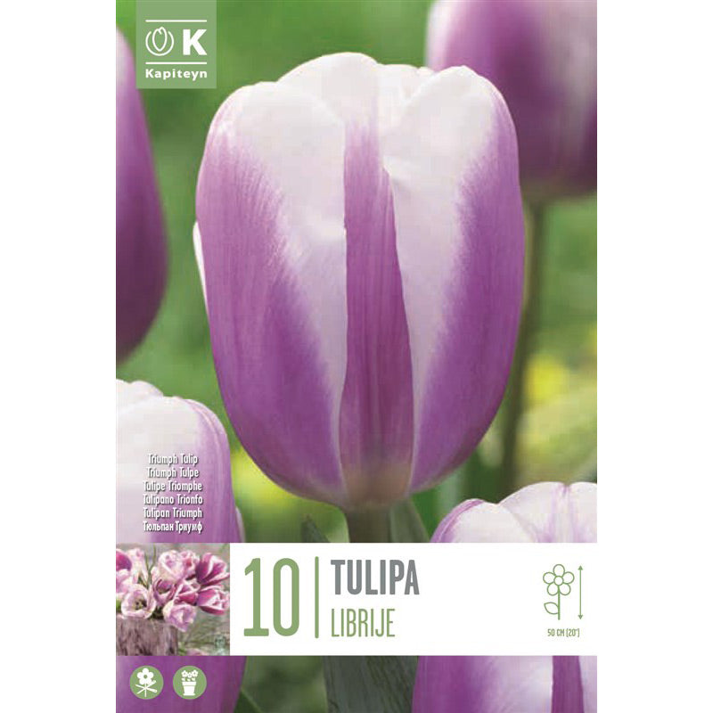 Tulip Triumph ‘Librije’ (10 Bulbs) image 0