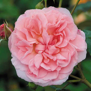 David Austin Strawberry Hill® English Climbing Rose (6-Litre Pot) image 4