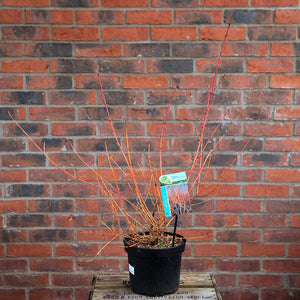 Cornus sanguinea 'Midwinter Fire' (3 litre pot) image 2