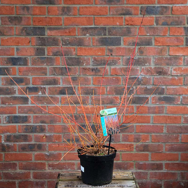 Cornus sanguinea 'Midwinter Fire' (3 litre pot) image 2