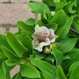 Alstroemeria ‘Inticancha Moon’ (2-Litre Pot) image 1