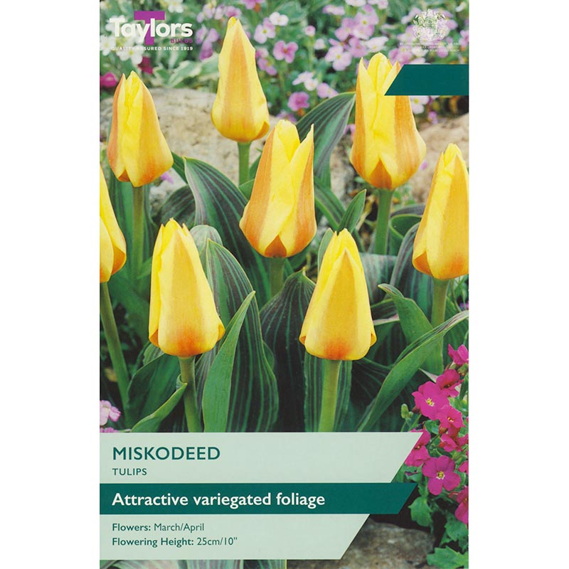 Tulip ‘Miskodeed’ (9 bulbs) image 0