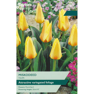 Tulip ‘Miskodeed’ (9 bulbs) image 0