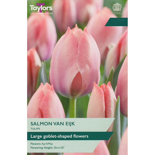 Tulip ‘Salmon Van Eijk’ (7 Bulbs) image 0