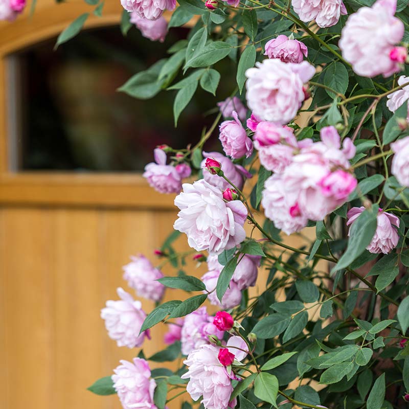 David Austin Mary Delany® Climbing Rose (6-Litre Pot) image 0