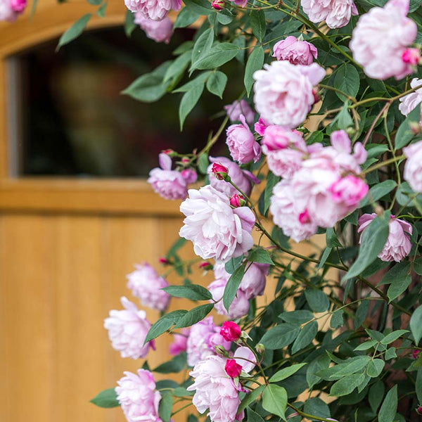 David Austin Mary Delany® Climbing Rose (6-Litre Pot) image 1