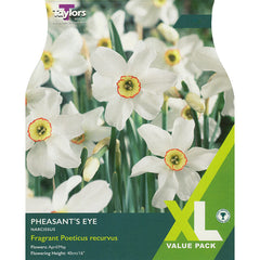 Narcissus ‘Pheasant’s Eye’ Daffodil (12 Bulbs) image 0