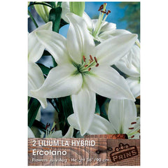 Lilium 'La Hybrid Ercolano' (2 Bulbs) image 0