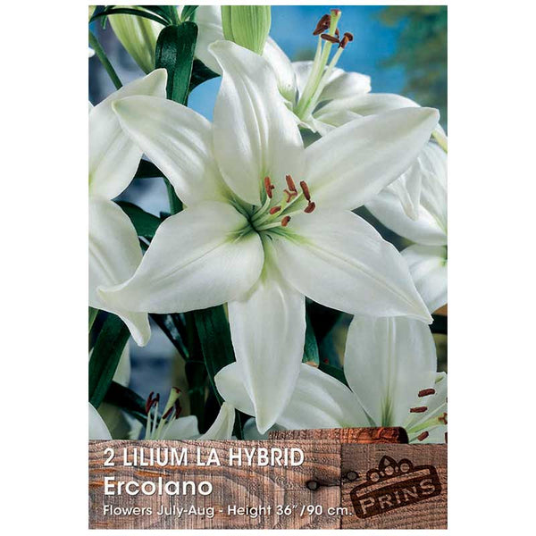 Lilium 'La Hybrid Ercolano' (2 Bulbs) image 0