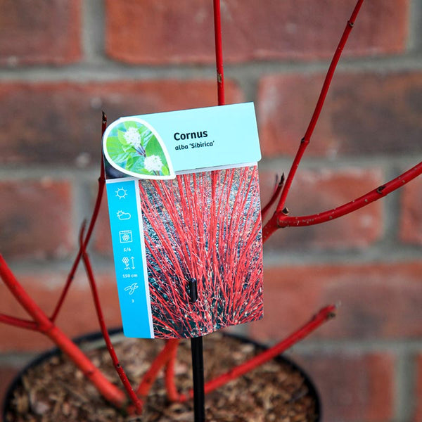 Cornus alba 'Sibirica' (3 litre pot) image 3