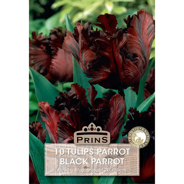 Tulip 'Black Parrot' (10 bulbs) image 0