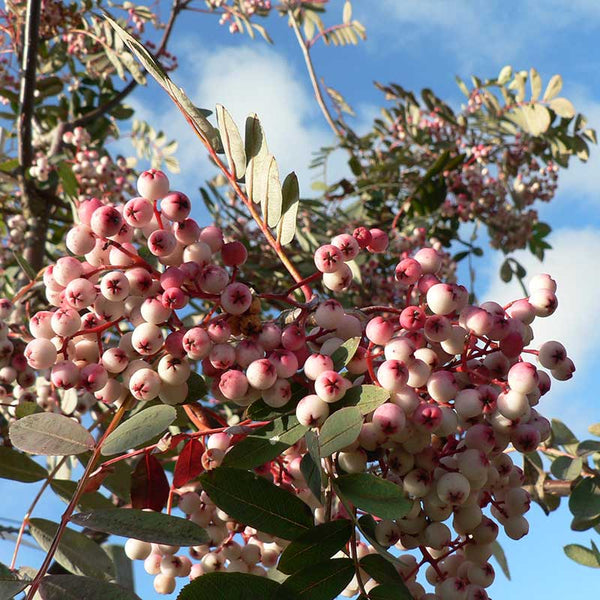 Sorbus pseudohupehensis ‘Pink Pagoda’ Tree (Rowan) (12-Litre Pot) image 0