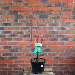 Cornus alba 'Elegantissima' (3 litre pot) image 2