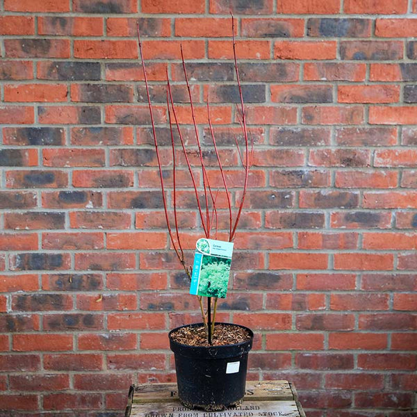 Cornus alba 'Elegantissima' (3 litre pot) image 2