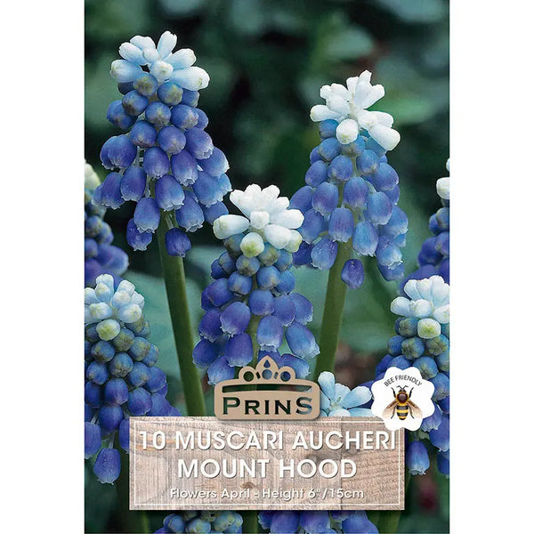 Grape Hyacinth Muscari 'Mount Hood' (10 bulbs) image 0