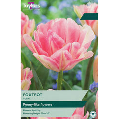 Tulip ‘Foxtrot’ (5 Bulbs) image 0