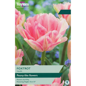 Tulip ‘Foxtrot’ (5 Bulbs) image 0