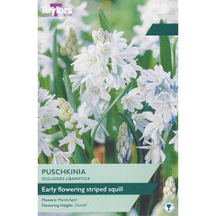Puschkinia Scilloides Libanotica (25 Bulbs) image 0
