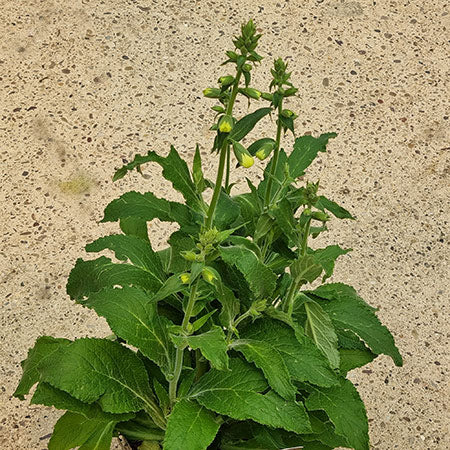 Digitalis purpurea ‘Hanabee White’ (2-Litre Pot) image 0