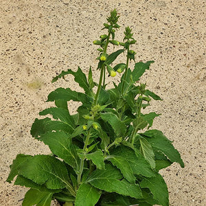 Digitalis purpurea ‘Hanabee White’ (2-Litre Pot) image 1