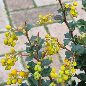 Berberis Darwinii ‘Darwin’s Barberry’ (3-Litre Pot) image 2